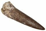 Fossil Plesiosaur (Zarafasaura) Tooth - Morocco #344207-1